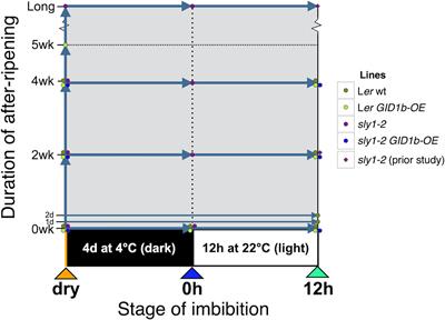 Seed dormancy loss from dry after-ripening is associated with increasing gibberellin hormone levels in Arabidopsis thaliana